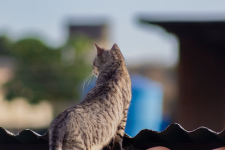 Domestic cat sitting on the roof of the house. Selective focus.の写真素材