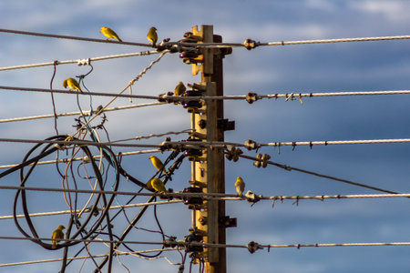 A group of birds sitting on a wire in the afternoon light.の写真素材
