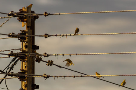 birds sitting on electric wire in the evening, note shallow depth of fieldの写真素材