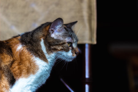 Domestic cat on a chair. Selective focus on the cat.の写真素材