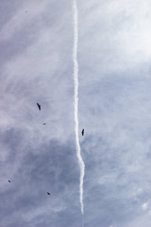 Flock of pigeons flying in the blue sky with contrailsの写真素材