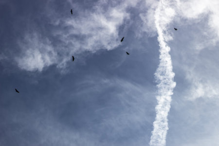 Flying birds in the blue sky with a trace of a plane.