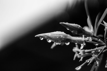 Drops of dew on a flower. Black and white photo.