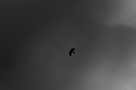 Silhouette of a bird flying in the sky. Black and white photos.の写真素材