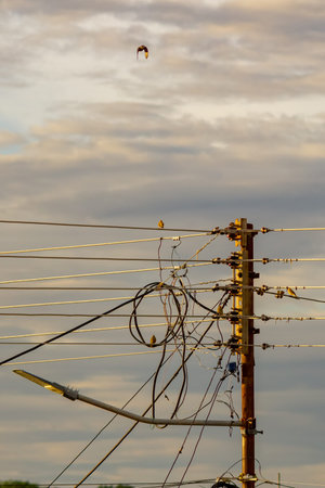 Electricity pylon with wires and parrots flying in the sky
