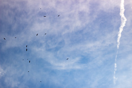 A flock of crows flying in the blue sky with clouds.の写真素材