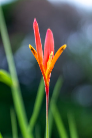 Strelitzia reginae flower in garden, Thailand.の写真素材