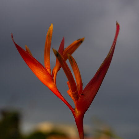Close up of Bird of paradise flower,Gran Canaria,Spainの写真素材