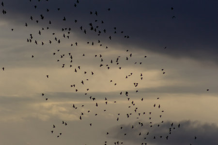 flock of crows flying in the evening sky, nature seriesの写真素材