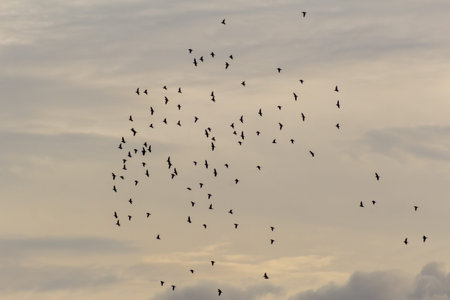 A flock of crows flying in the sky at sunset in winter