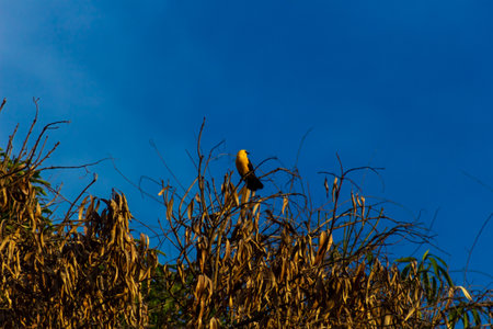 Bird on the tree with blue sky background in the morning at Chiang Mai, Thailand.の写真素材
