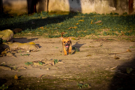 Little dog playing in the garden. Selective focus and small depth of field.の写真素材
