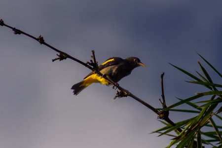 Black-headed Oriole, Oriolus oriolus, single bird on branch, Brazilの写真素材