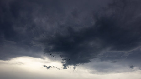 Flock of birds flying in the dark stormy sky. Dramatic sky.の写真素材