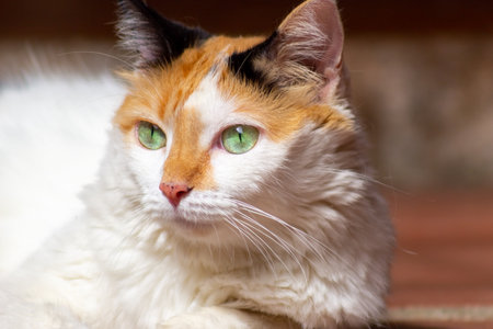 Portrait of a beautiful cat with green eyes, close-upの写真素材