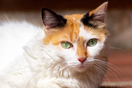 Portrait of a red cat with green eyes. Shallow depth of fieldの写真素材