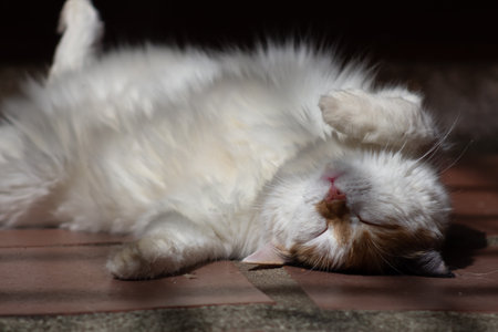 Cute cat sleeping on the floor. Close up. Selective focus.の写真素材