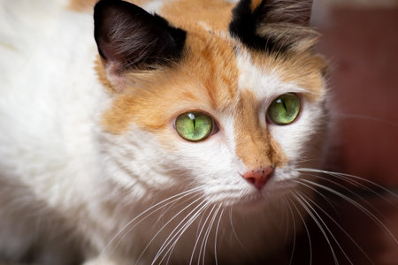 Close-up of a red cat with green eyes looking at the cameraの写真素材