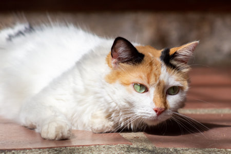 Beautiful cat with green eyes and white fur lying on the floorの写真素材
