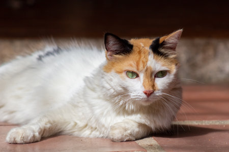 Portrait of a cat with green eyes on a wooden floor.の写真素材