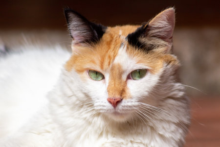 Portrait of a cat with green eyes. Close-up.の写真素材