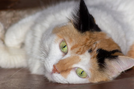 Beautiful cat with green eyes lying on the floor, close upの写真素材