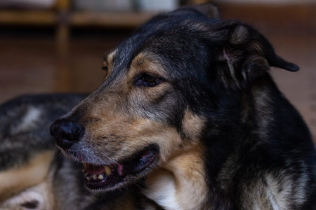 Close-up of a dog with a sad expression, selective focus
