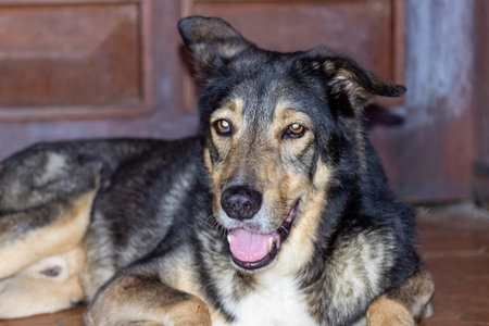 Mongrel dog lying on the floor and looking at the camera