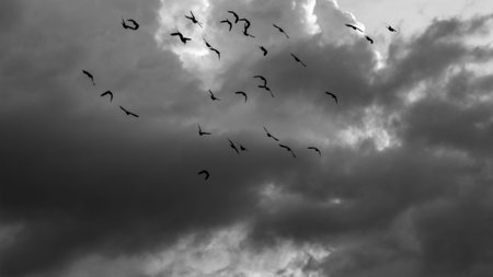 A flock of seagulls flying in the sky. Black and white