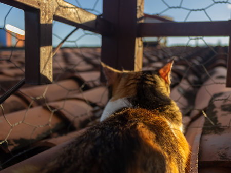 Cat on the roof of an old house. Selective focus.の写真素材