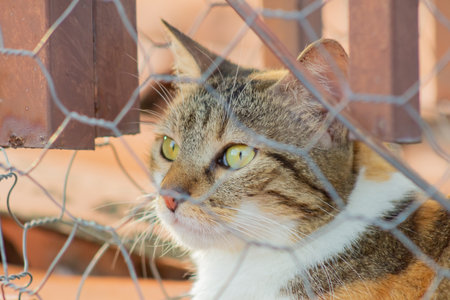 Cat behind the fence. Selective focus. Shallow depth of field.の写真素材