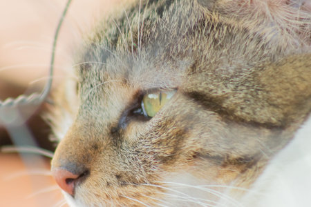 close up of a cat in the garden, shallow depth of field