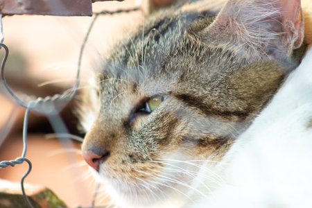 Close up of cat in the garden at sunny day.の写真素材