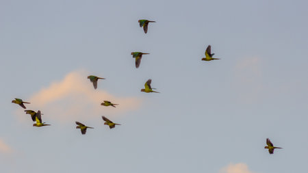 A flock of yellow-bellied bee-eaters in flight.の写真素材