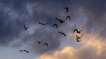 A flock of cormorants flying in the sky at sunsetの写真素材
