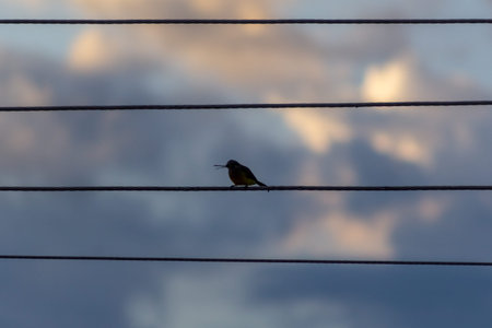 Sunbird perched on wire with cloudy sky in background at sunset.の写真素材