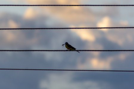 Yellow Wagtail bird perched on a wire in the early morning.の写真素材