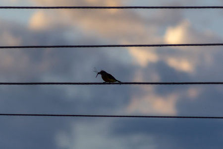 A small bird perched on a wire with a cloudy sky in the background