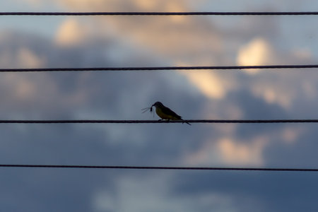 A small bird perched on a wire with a cloudy sky in the background.の写真素材
