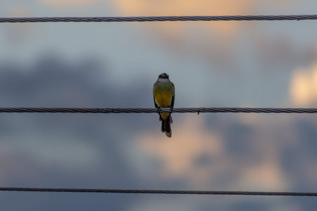 Great tit perched on a wire with a beautiful sky in the background