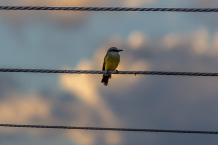 Greater Yellow-bellied Kingbird perched on a wire.