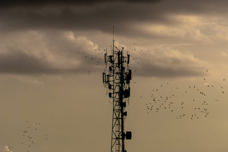 Silhouette of a telecommunication tower with birds in the sky