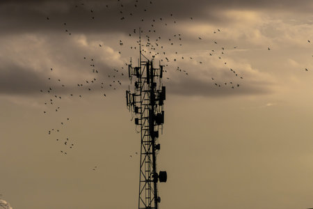 Silhouette of a telecommunication tower with many birds in the skyの写真素材