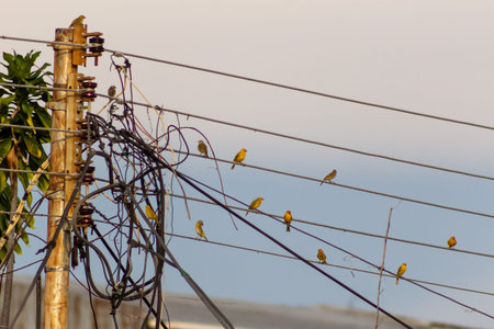 A group of white-eye birds perched on a power line.