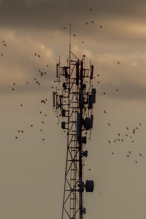 Silhouette of a telecommunication tower with birds in the sky
