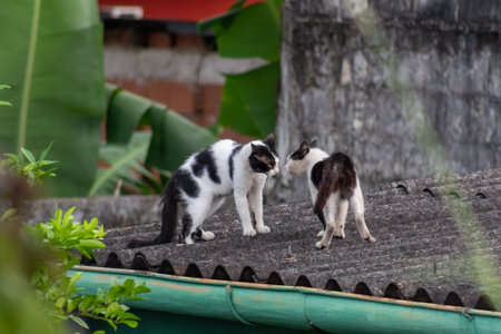 Cats on the roof of the temple in Bali, Indonesiaの写真素材