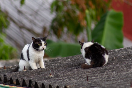 Two cats are sitting on the roof of the house. Black and white cat.