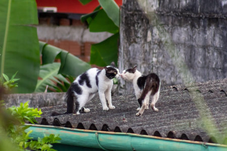 Two black and white cats on the roof of the house.