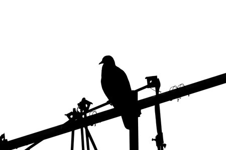 Silhouette of a pigeon sitting on a high-voltage cableの写真素材