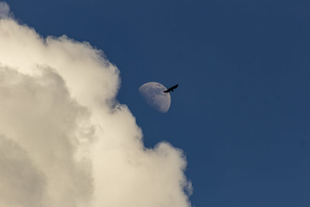 A bird flying in the blue sky with white clouds and a moonの写真素材
